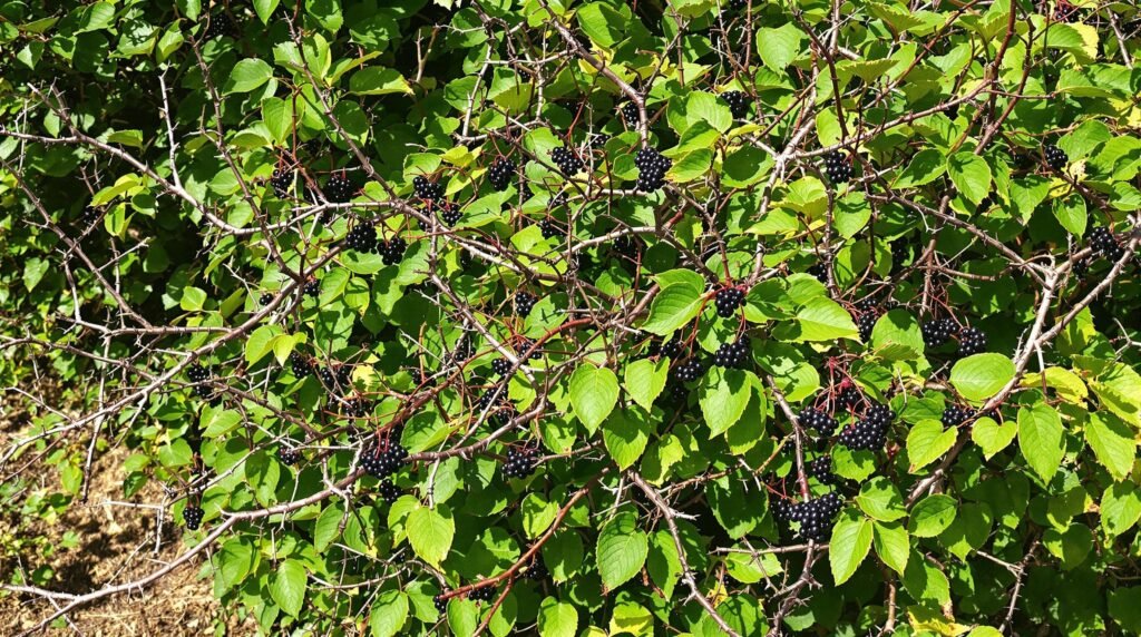 Zarza (Rubus ulmifolius)